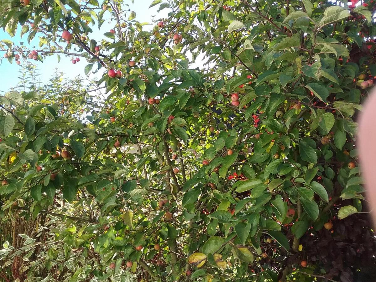 몬샤우 Perlenbachtal 아파트 외부 사진